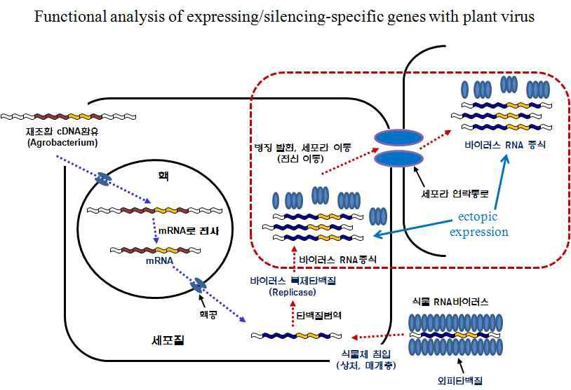 TMV-GFP 바이러스의 식물세포내 감염, 증식, 이동 과정