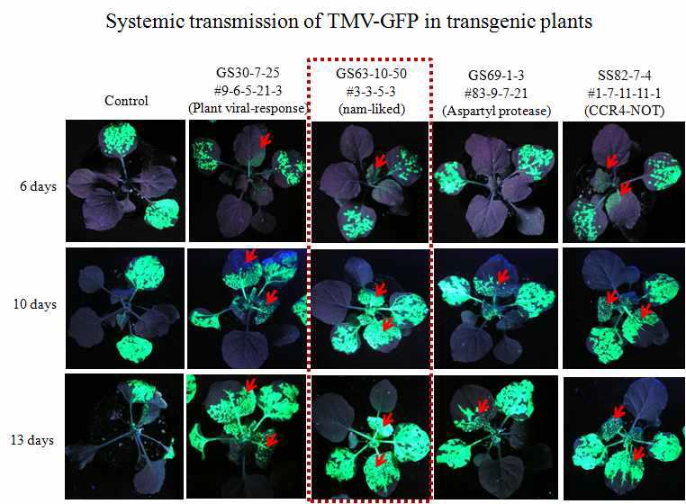 일부 형질전환계통에서 TMV-GFP의 발현량 차이 분석