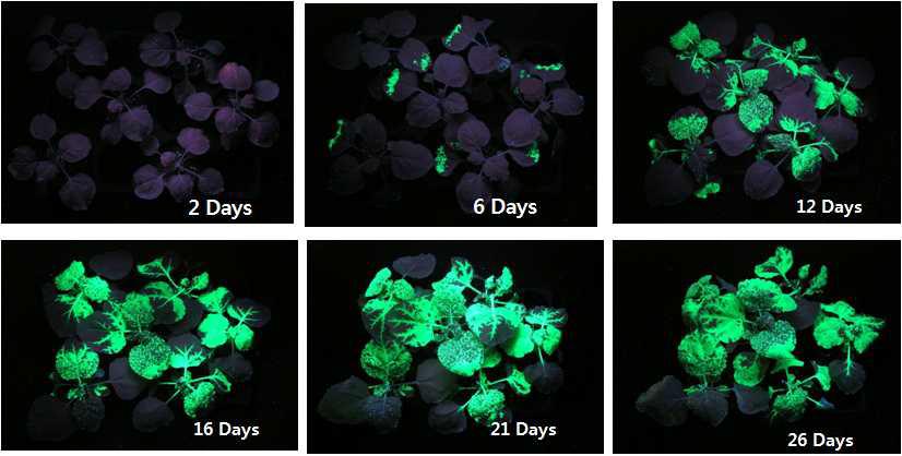 TMV-GFP 감염된 대조식물의 기간경과에 따른 GFP 확산