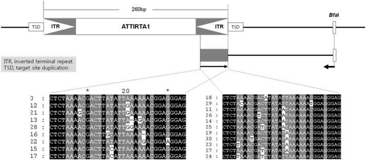 ATTIRTA1 DNA 전이인자의구조와배추에서의서열비교
