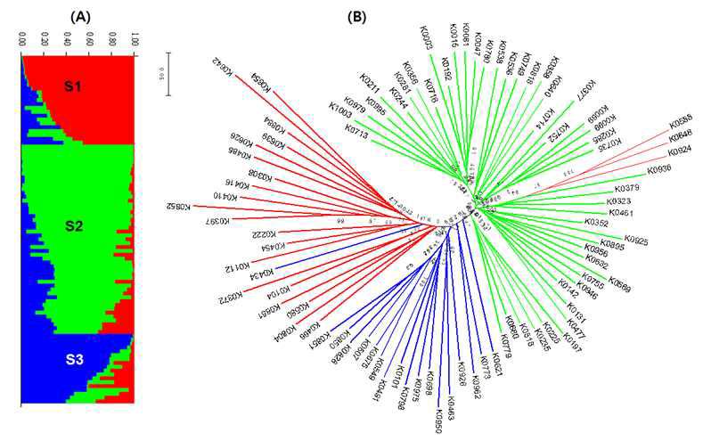 배추글루코시놀레이트분석핵심집단의 STRUCTURE 결과및 neighbot-joining tree