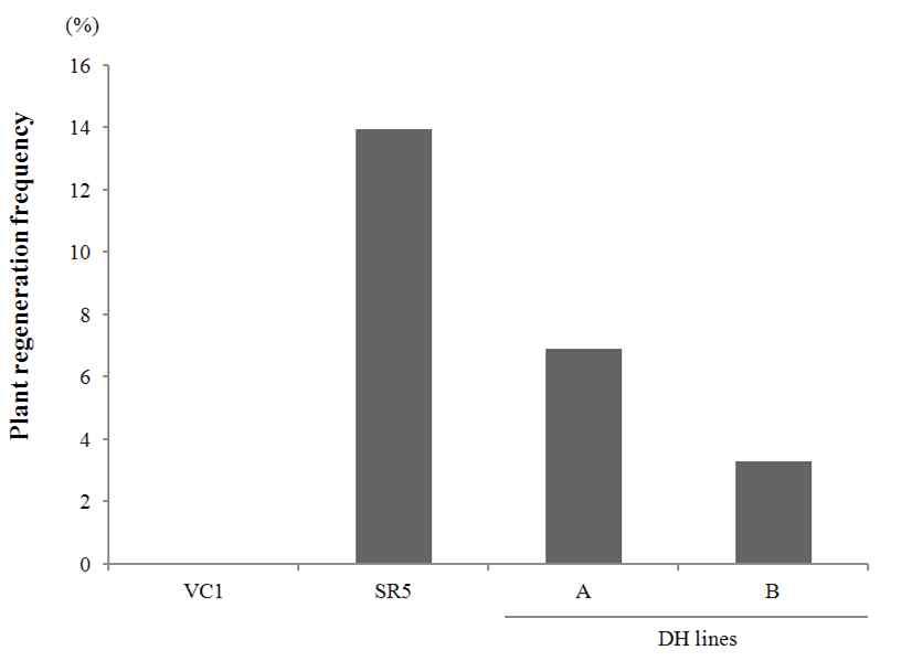 캘러스유도연관 QTL 유무에의한 DH 계통의재분화율비교
