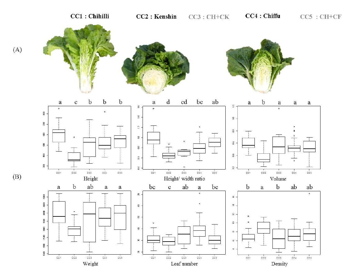 Boxplots of plant architecture traits variation among different subgroups of Chinese cabbage. Visual inspection of the box plots was supported by the Duncan