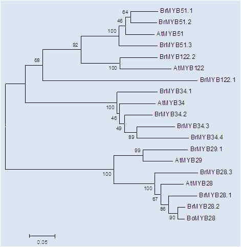 Phylogenetic analysis of MYB transcription factors related to glucosinolate biosynthesis pathway in B. rapa and Arabidopsis.