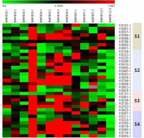 Expression analysis of BrMYB transcription factors in 48 accessions of B. rapa