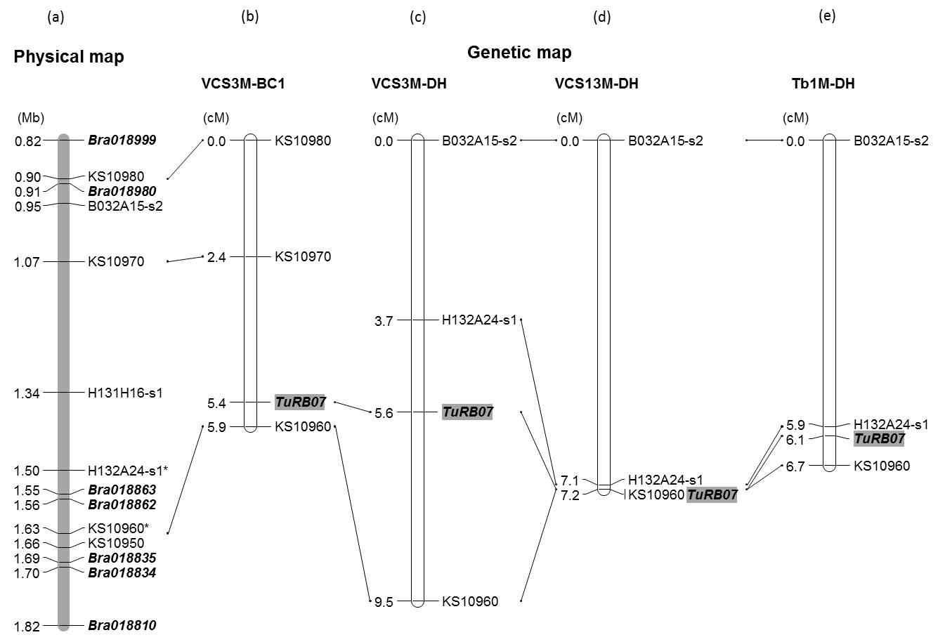 TuRB07 locus on four genetic maps and the physical map of the reference genome Chiifu.