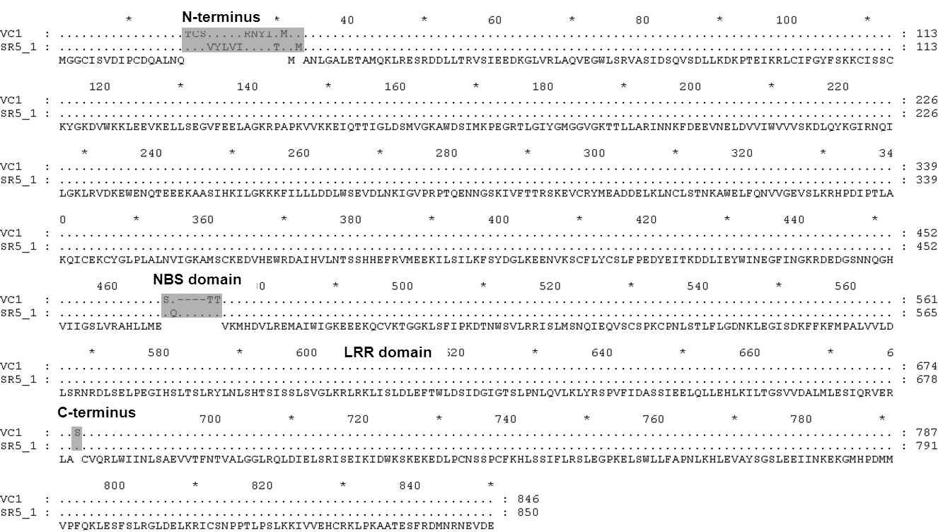 Alignment of Bra018863 gene from VC1 (resistant) and SR5 (susceptible).