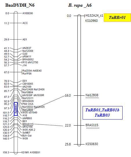 Physical position of the other reportedresistance loci and TuRB07.