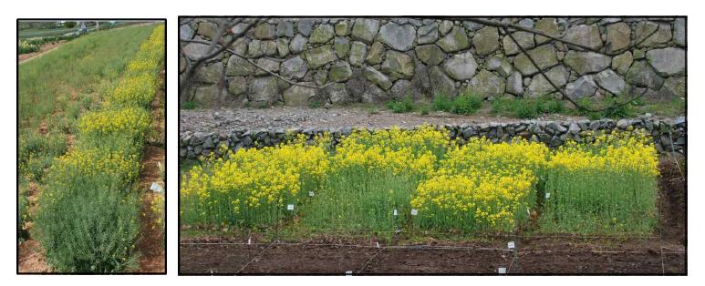 Effect of different planting datesand varieties in the autumn on the flowering time of rapeseed (2013)