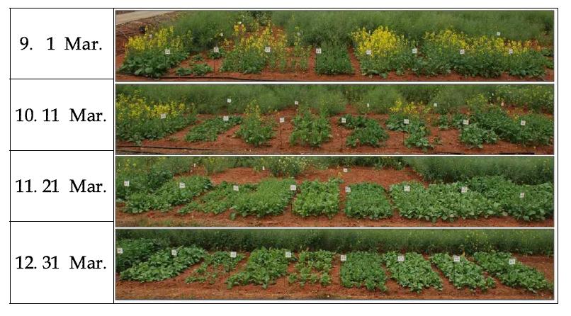 Effect of different planting dates in the spring and varieties on the flowering time of rapeseed (Left to right, Tammiyuchae, Tamlayuchae, Hallayuchae, Yongsanyuchae, Naehanyuchae, Spring, Mokpo 68, Mokpo 111,Photos on 20. May, 2013).