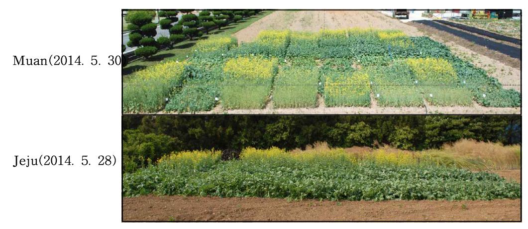 Effect of different planting dates in the spring and varieties on the flowering time of rapeseed (Left to right, Tammiyuchae, Tamlayuchae, Hallayuchae, Yongsanyuchae, Naehanyuchae, Mokpo 68, Mokpo 111, Spring, Photos on 28 and 30. May, 2014).