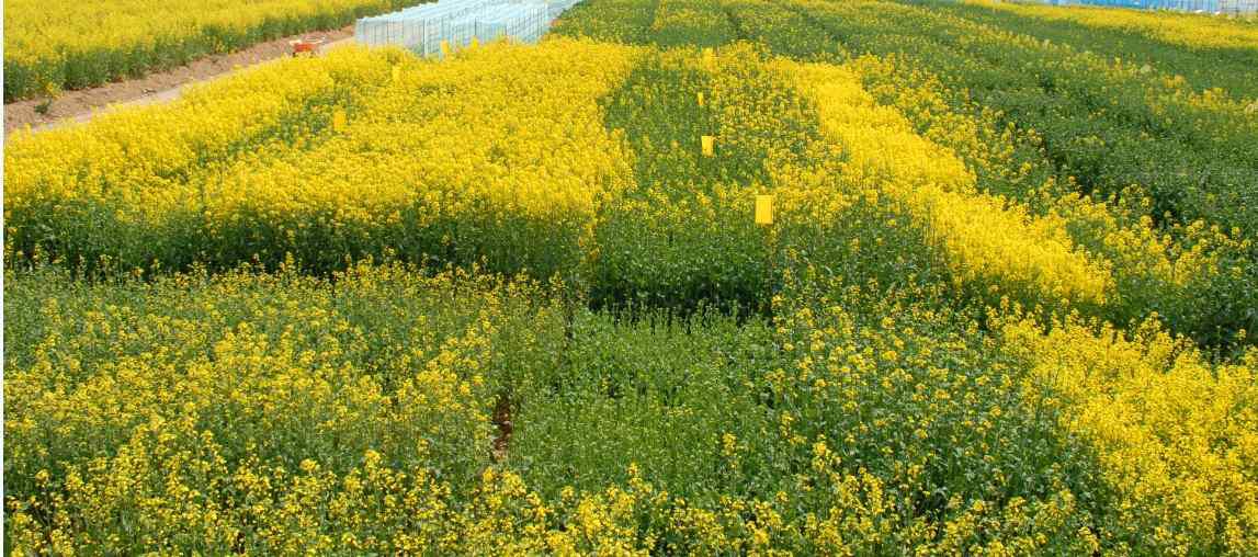 Effect of different planting dates in the spring and varieties on the flowering time of rapeseed (Left to right, Tammiyuchae, Tamlayuchae, Hallayuchae, Yongsanyuchae, Naehanyuchae, Mokpo 68, Mokpo 111, Spring, Photos on 14. April, 2014, Muan).