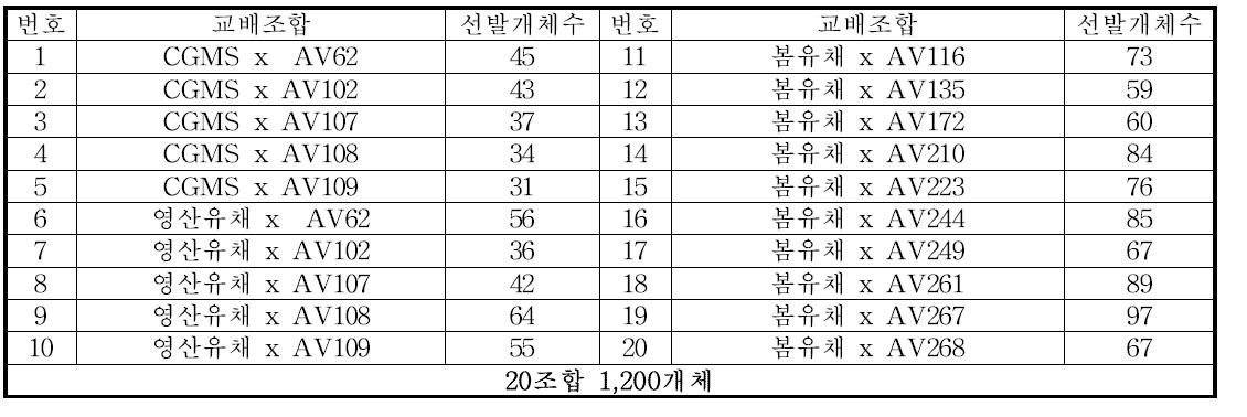 F2 20조합 1,200개체(내한성, 내도복성, 양질, 다수성)