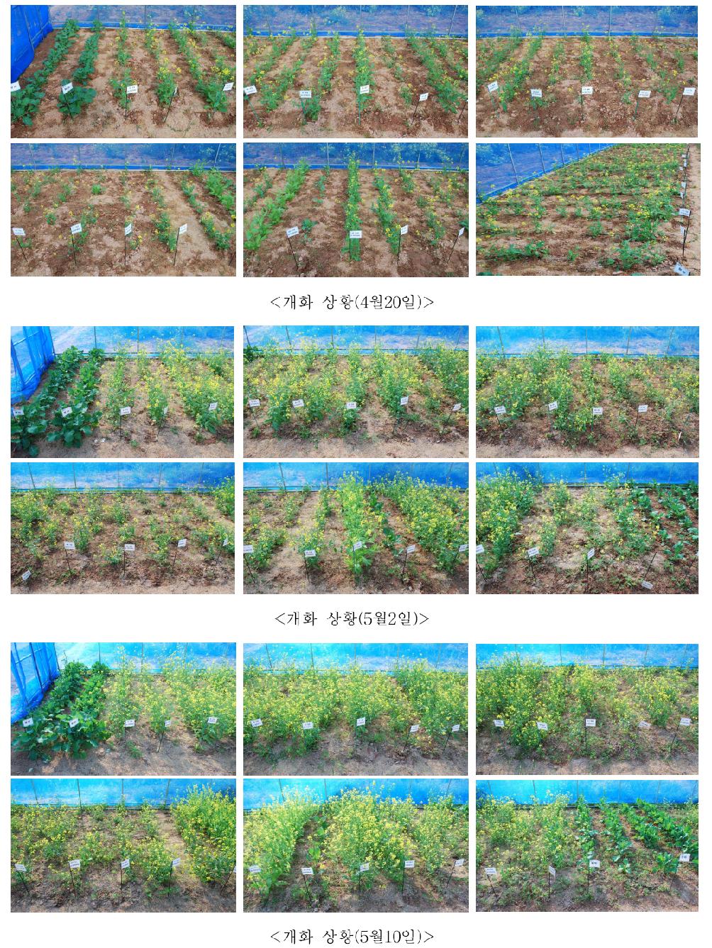 극조생 유전자원 춘파재배 시 개화 상황(파종일: 2월 20일)