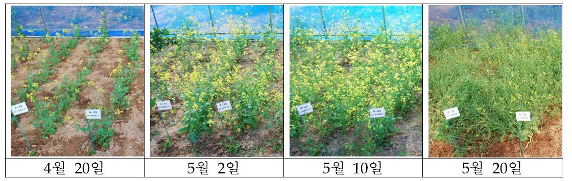 극조생 선발자원(VI032813(K201588)와 VI032812(K201587)) 개화 상황