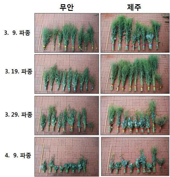 Effect of different planting dates in the spring on plant heights (left, Muan; right, Jeju, 2012).