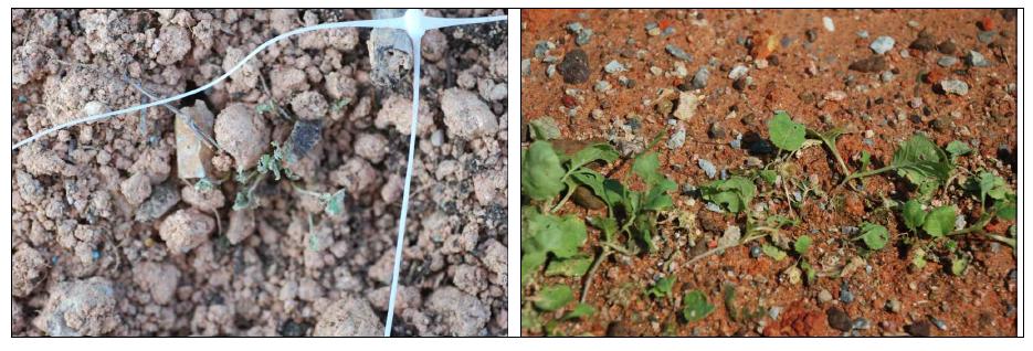 Effect of planting in the summer on plant growth (Muan 2012).