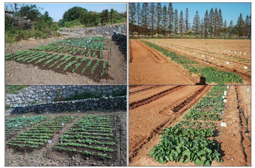 Effect of planting in the autumn on plant growth (Left, Jeju; Right, Muan 2012).