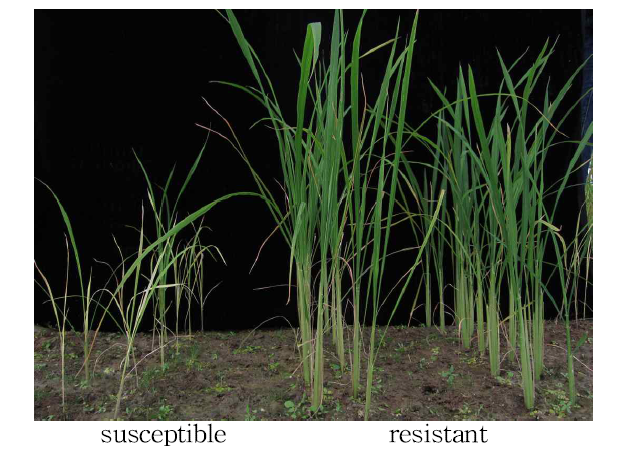 Screening of RSV resistant and susceptible varieties in green house.