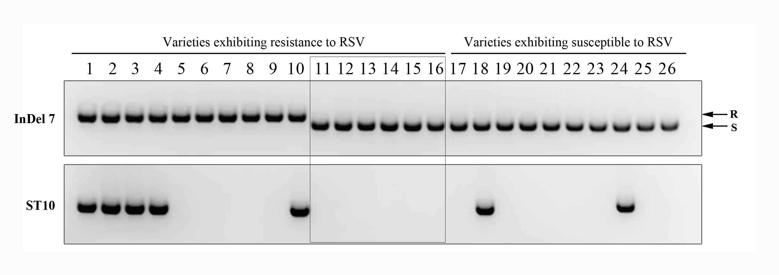 Polymorphism detected by InDel 7 and ST10 among resistant and susceptible cultivars. Lane 1; Keumo, 2; Manpung, 3; Shinbaeg, 4; Yeongan, 5; Shingwang, 6; YR24982-9-1, 7; Anda, 8; Milyang 23, 9; IR64, 10; Milyang 21, 11; 02428, 12; Daw dam, 13; Erguailai, 14; Padi Adongdumarat, 15; PERVOMAJSZKIJ, 16; Tung Ting Wan Hien 1, 17; Ilpum, 18; Saechucheong, 19; Sanggol, 20; Hawn, 21; Geumtap, 22; Wangchal, 23; Sanho, 24; SR21102-6-2-1-2-2, 25; Chen Ma Ai, 26; IR71684-36-3-3-2. Some resistant varieties(Lane 11∼16) showed susceptible type alleles to InDel 7 and ST10 marker.