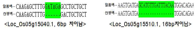 자포니카 및 인디카 계통의 끝동매미충 저항성 후보 유전자 염기서열 차이