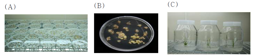 Generation of transgenic rice (A) Callus induction (B)~(C) Regeneration of transgenic rice