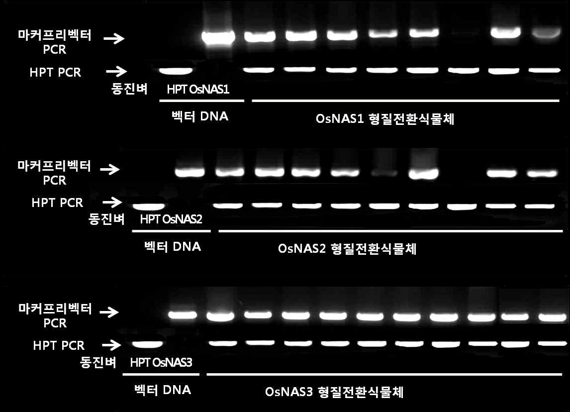 PCR selection of transgenic rice