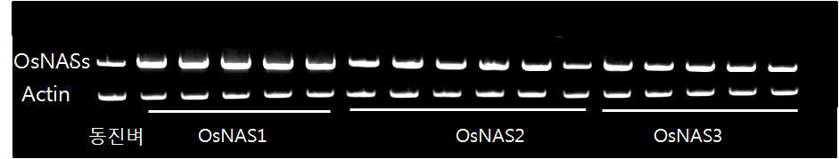 OsNASs expression in each trasngenic rice (T0)