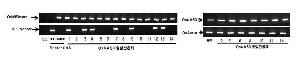 Selection of selective marker free transgenic rice (T4)