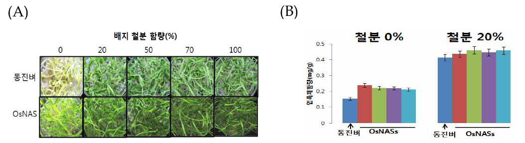 The change of leaf chlorophyll content according to Fe content in MS medium (A) Difference of leaf color cultivated in various Fe contained MS medium (B)The change of leaf chlorophyll content according to Fe content in MS medium