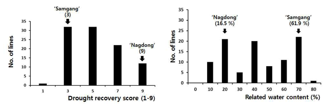 삼강/낙동 DH 유전분석용 집단 내건성 표현형 및 상대수분함량 분포도