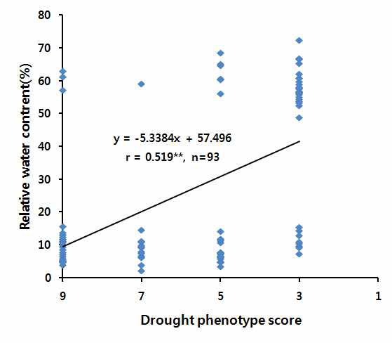 삼강/낙동 DH 유전분석용 집단 내건성 표현형 및 상대수분함량 상관관계
