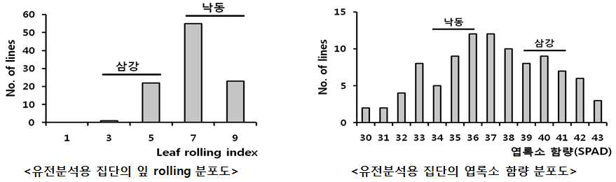 삼강/낙동 약배양 유전분석용 집단의 잎 rolling 및 엽록소 함량 분포도