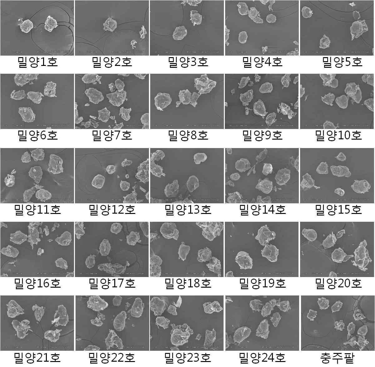 팥 육성계통별 제조된 팥 앙금의 전자현미경 사진(300배)