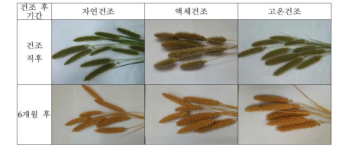 건조 직후 및 6개월 후 절화형태