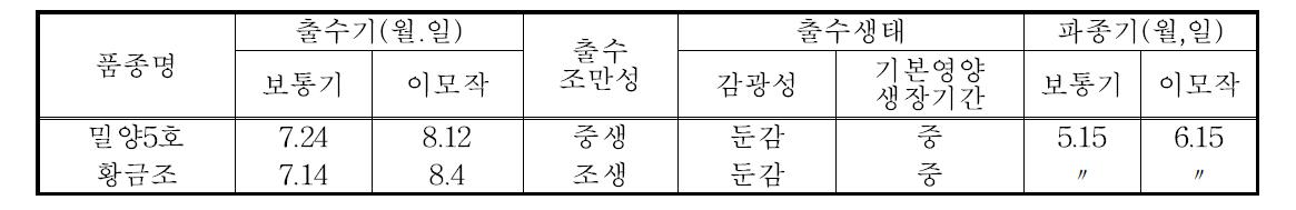 조황메의 출수기 및 출수생태