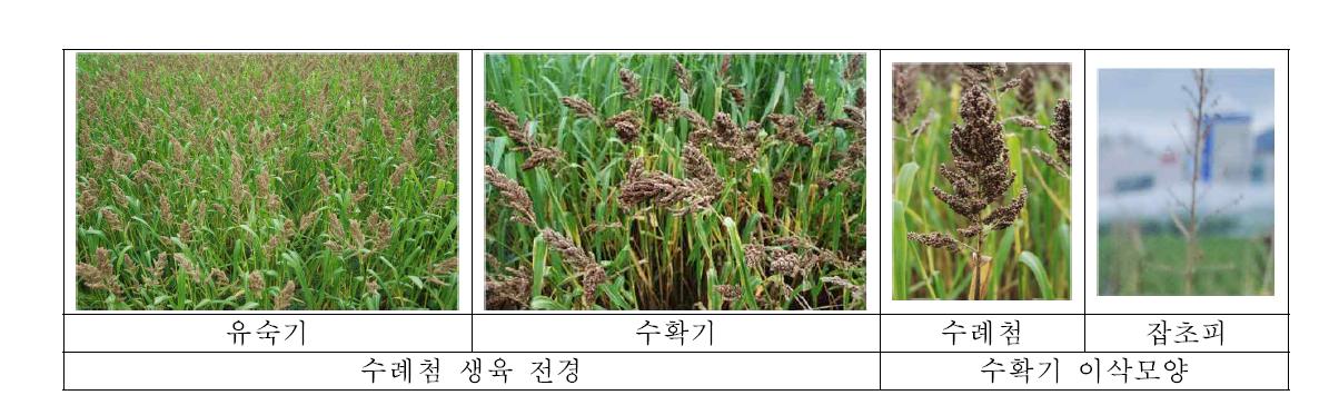 소담직 생육 및 이삭 특성