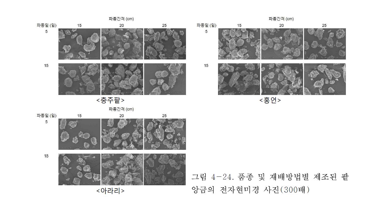 품종 및 재배방법별 제조된 팥앙금의 전자현미경 사진(300배)