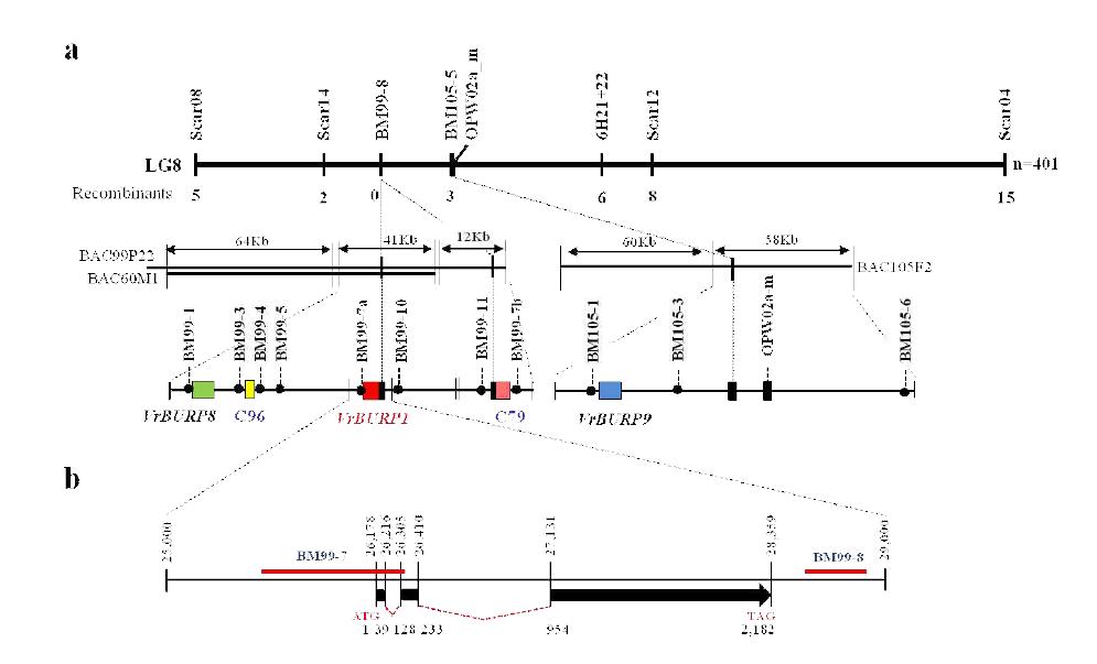 바구미저항성유전자 gDNA 분리를 위한 Map-based cloning