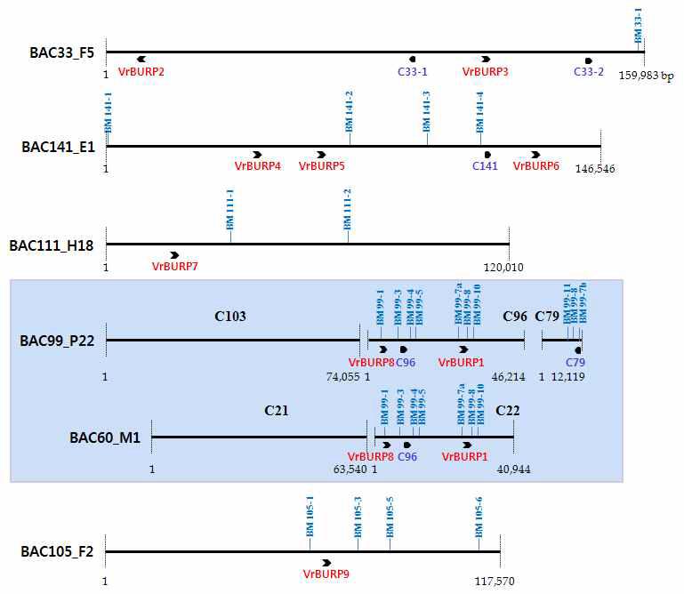 바구미저항성유전자 Map-based cloning을 위한 새로운 분자표지 개발
