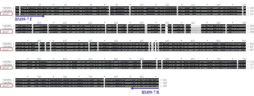 근접 분자표지인 BM99-7a 의 증폭산물의 염기서열 정보 해독