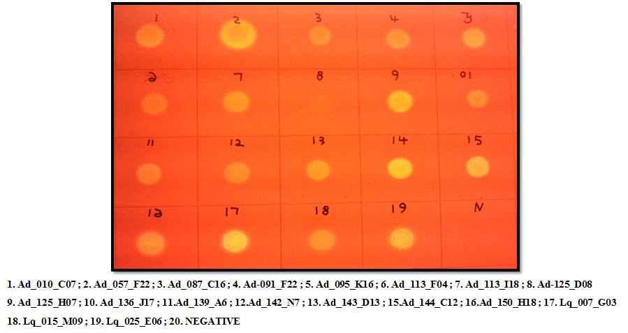 Activity validation test for positive clones of cellulolytic activity screened from fosmid libraries