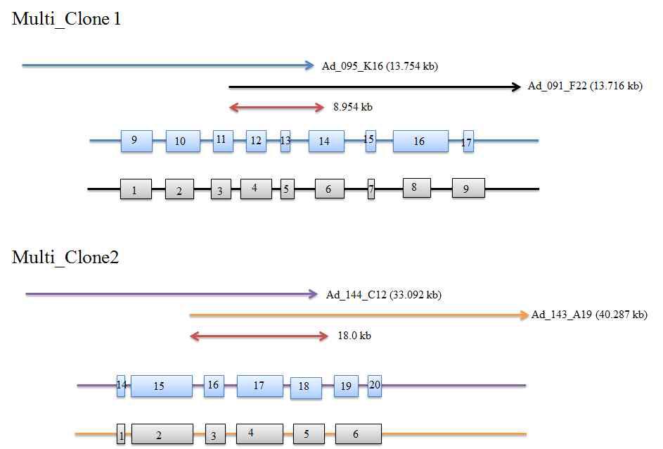 Overlapping contigs of multiple clones(MC1, MC2) among 19 clones