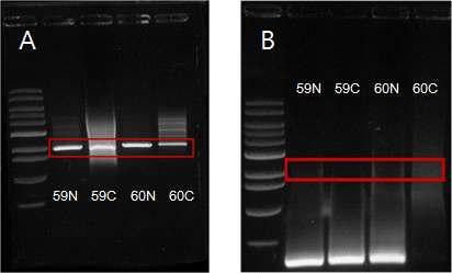 Failure examples for in vitro translations of two genes(cel-KG59, cel-KG60)