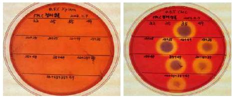 Activities on CMC/Xylan agar plates of cellulases and their combination