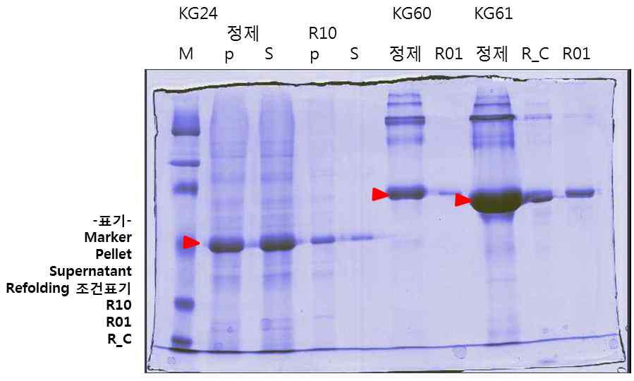 SDS-PAGE results after refolding of KG24, KG60 and KG61