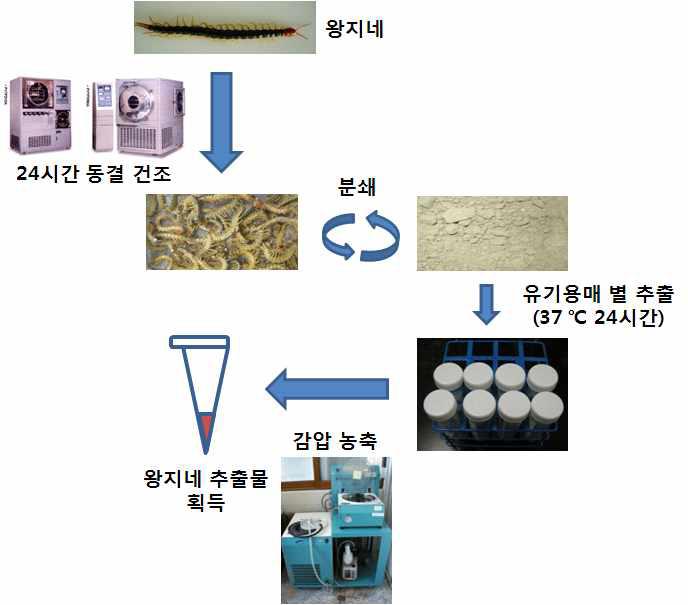 유기용매를 이용한 추출물 분리 과정