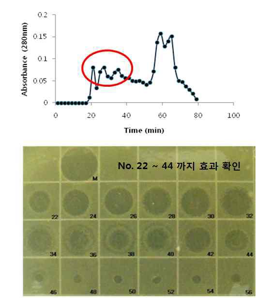 왕지네 추출물의 구간별 흡광도 및 E. coli 항균 활성 부위 확인