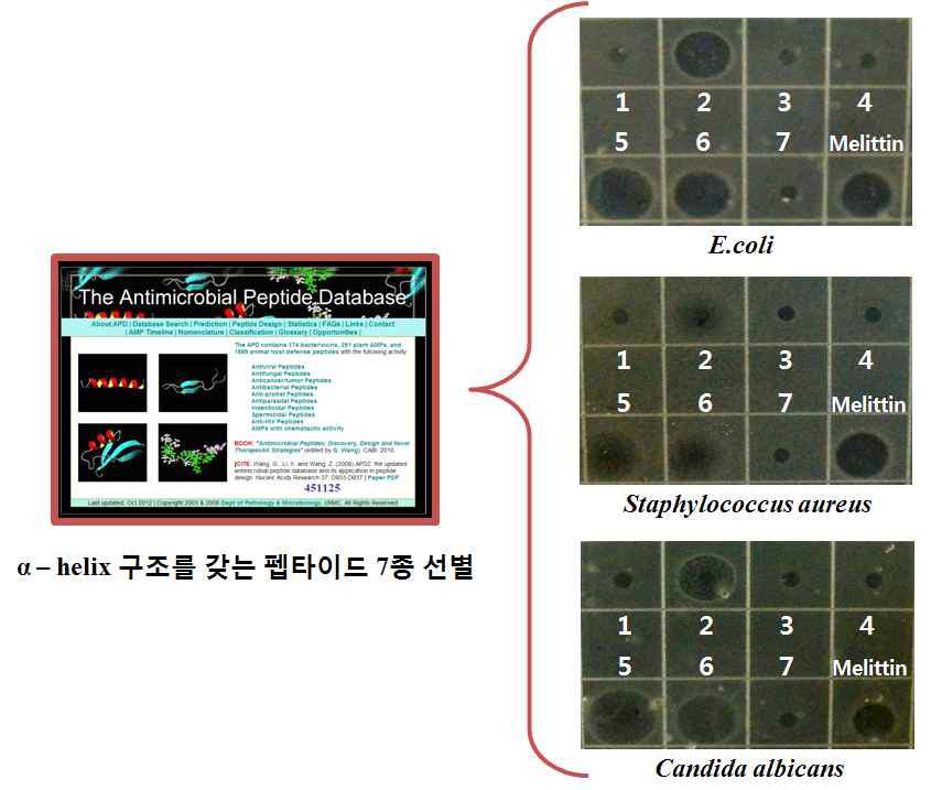미생물에 대한 신규 펩타이드의 항미생물활성