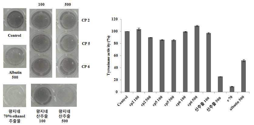 왕지네 유래 펩타이드를 이용한 tyrosinase 활성